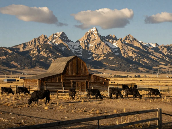 Montana ranch with cattle grazing on golden grasslands below Rocky Mountain peaks under the vast Big Sky