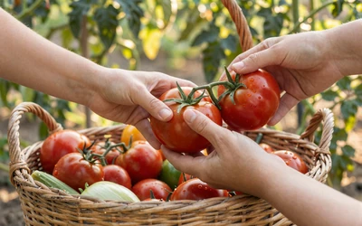 Hands harvesting tomatoes - seasonal dating challenges for farmers