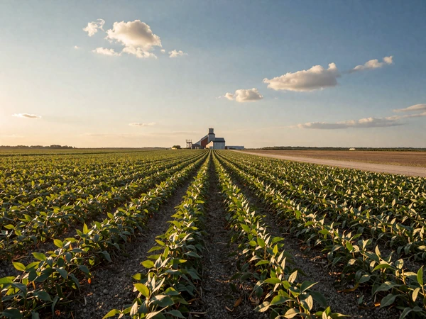 Illinois prairie farmland with soybean rows stretching toward grain elevator at golden hour